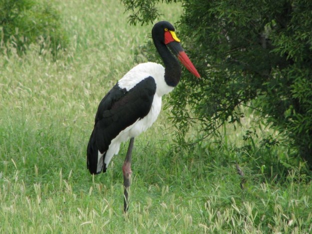 stork-saddle-billed