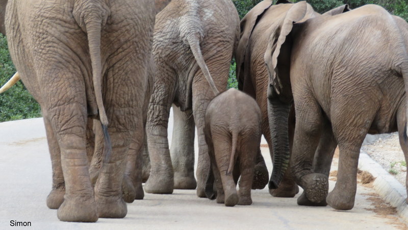 001 IMG_0460 Simon elephants