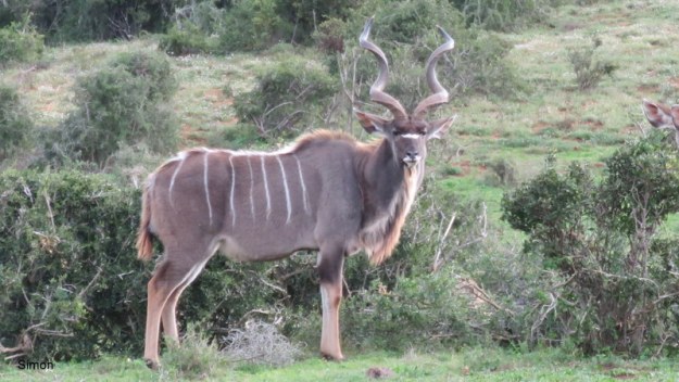 006 IMG_0507 Simon Kudu