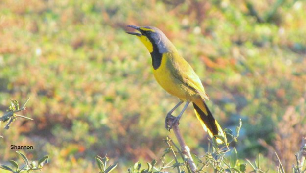 013 IMG_1100 Shan Bokmakierie