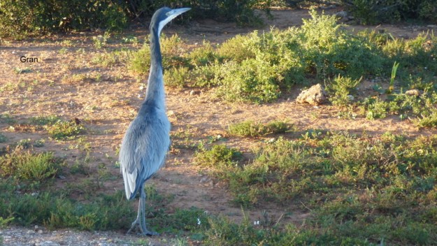 014 008 P1170660 Helen Heron