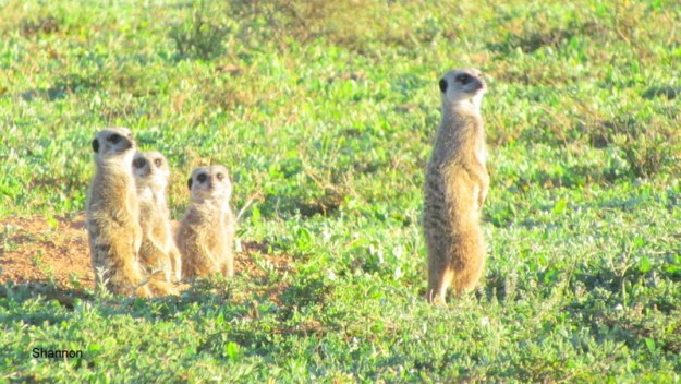 025 IMG_1116 Shan surricates