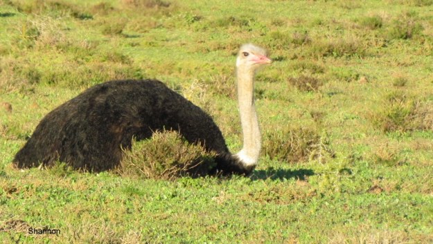 028 IMG_1107 Shan Ostrich