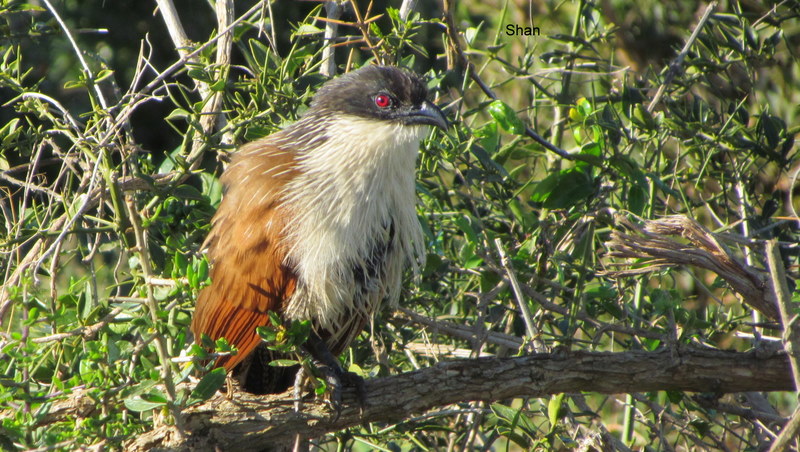 057 IMG_1156 Shan Coucal