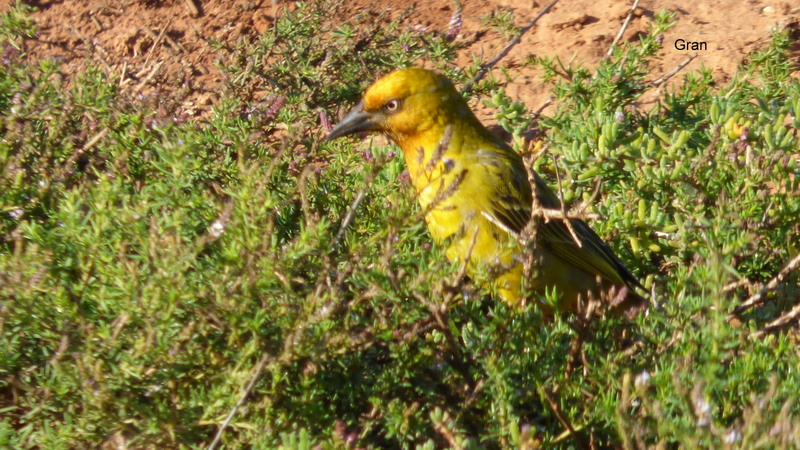 063 P1170812 Helen Weaver