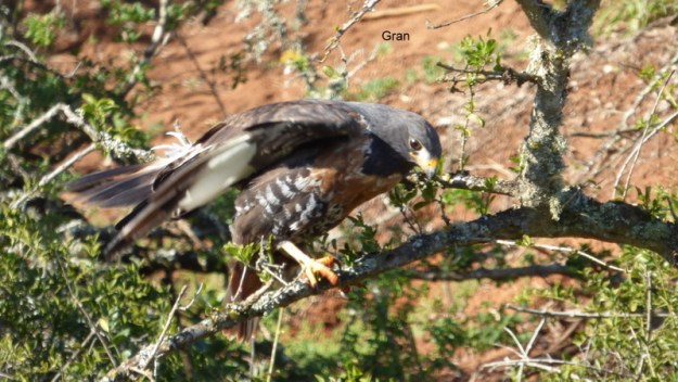073 P1170867 Helen Jackal Buzzard
