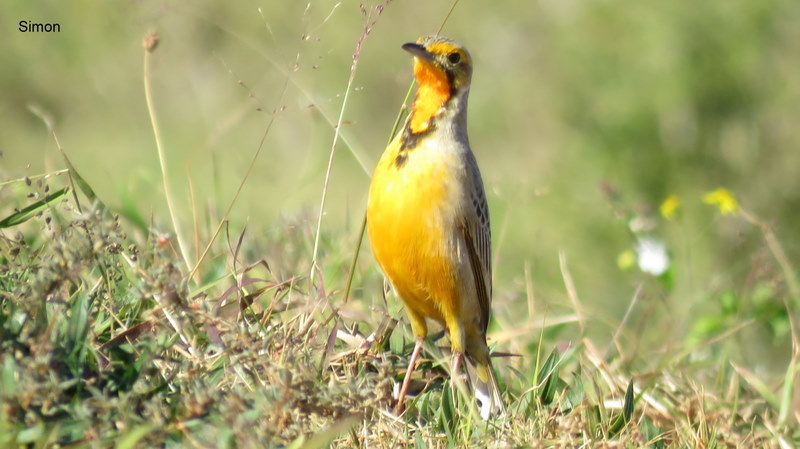 080 IMG_0622 Simon Cape Longclaw