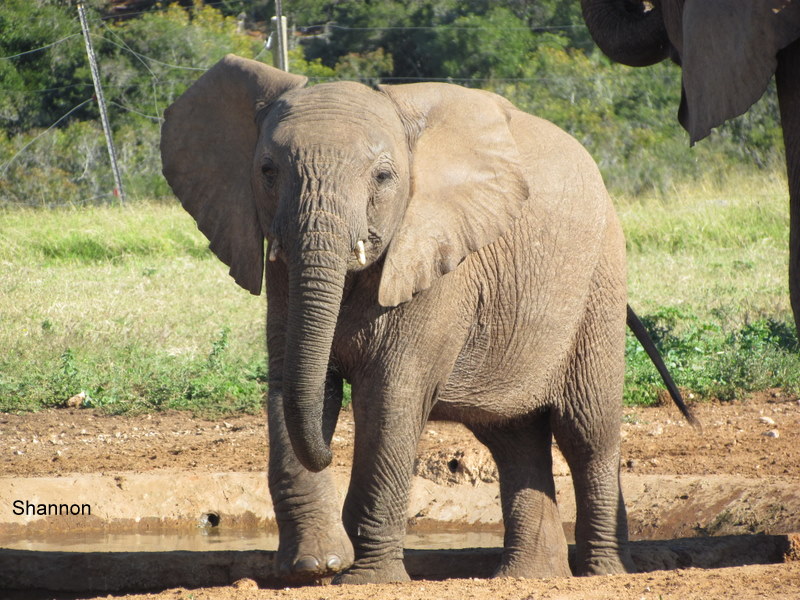 082 IMG_1181 Shan Elephant