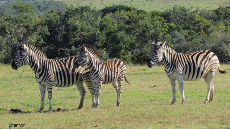 086 IMG_1187 Shan zebra waiting