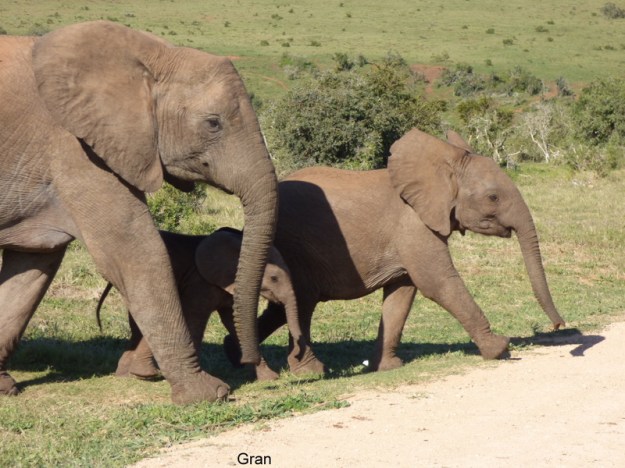 098 P1170997 Helen Elephants