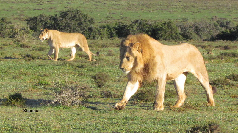 109 IMG_1215 Shan Lions