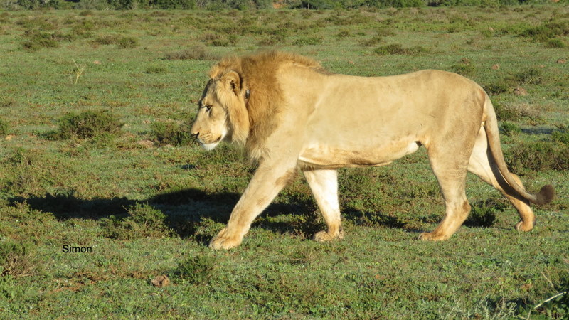 110 IMG_0658 Simon Lion