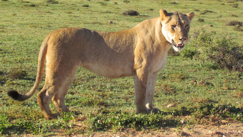 116 IMG_1221 Shan Jill