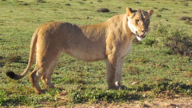 116 IMG_1221 Shan Jill