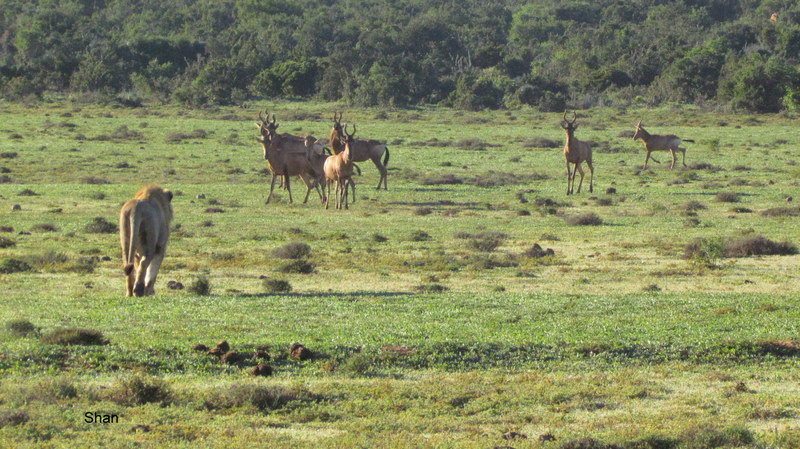 121 IMG_1228 Shan hunting lion