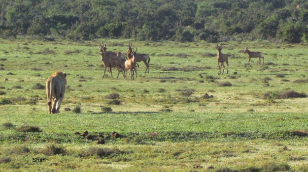 121 IMG_1228 Shan hunting lion