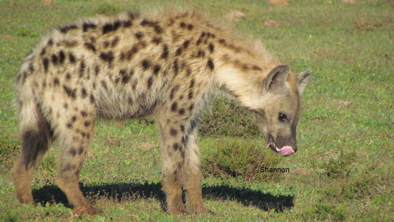 130 IMG_1267 Shan Hyaena