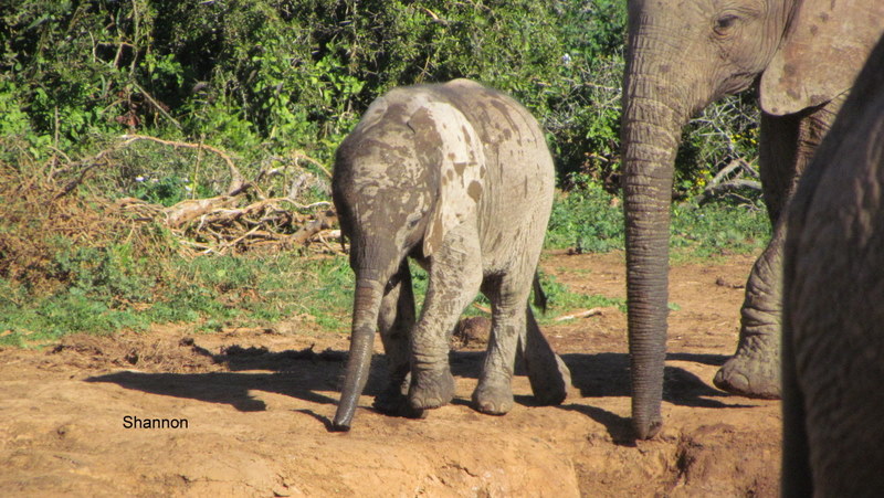 142 IMG_1291 Shan Elephants-1