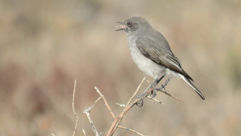 IMG_2214 Karoo Chat 2019-09-15 8-33-28 AM