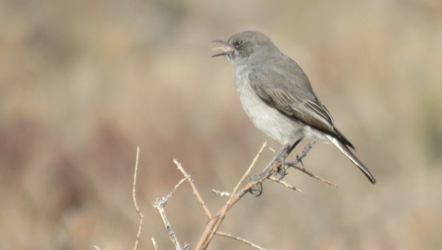 IMG_2214 Karoo Chat 2019-09-15 8-33-28 AM