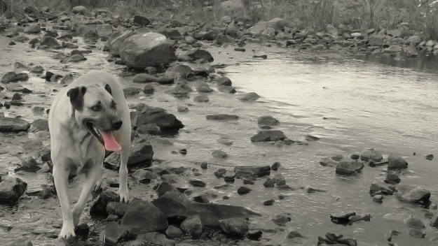 IMG_2592 dog in river-1
