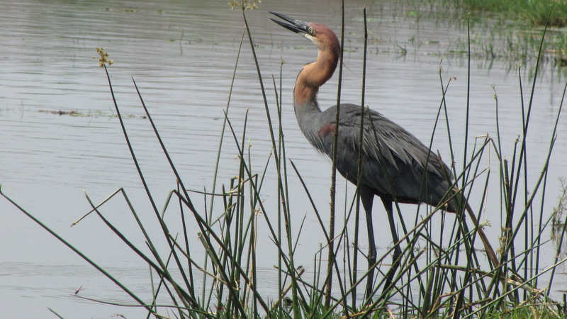 2010-10-03 024 Goliath Heron Helen