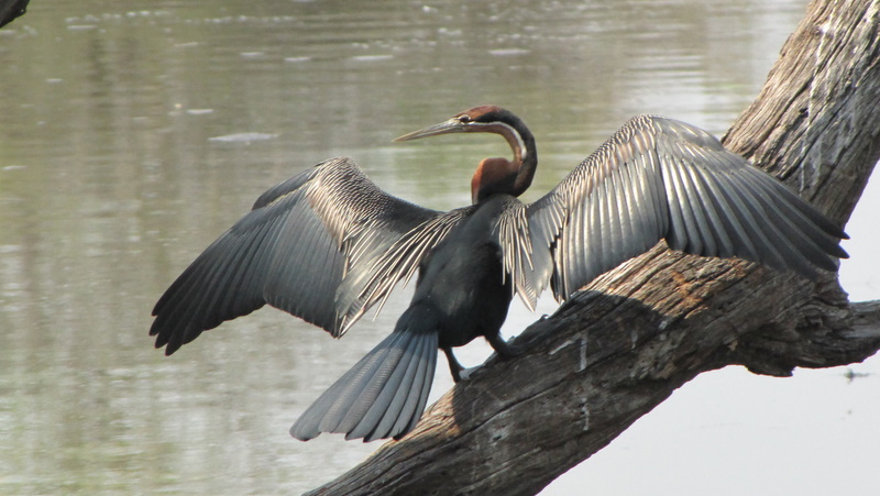 2010-10-03 030 African Darter Helen