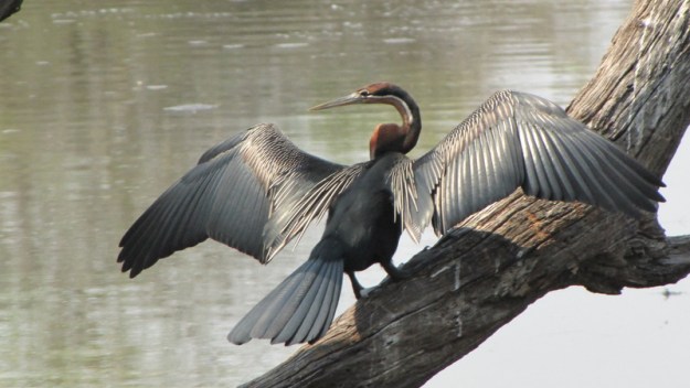 2010-10-03 030 African Darter Helen