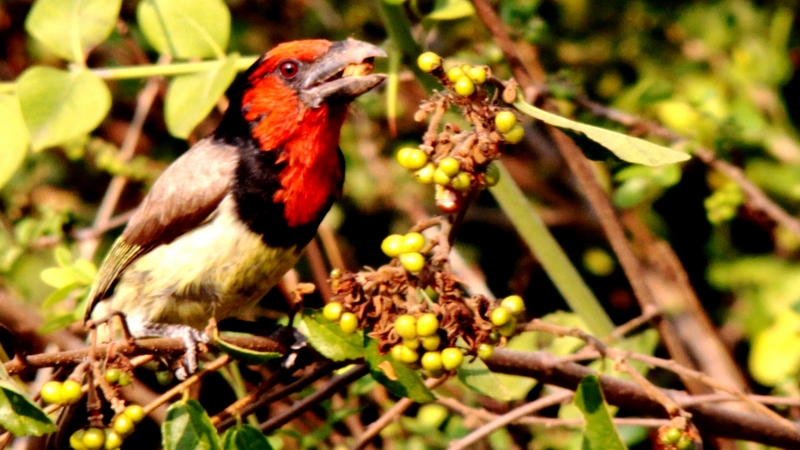 2010-10-03 046 Black-collared barbet Earl