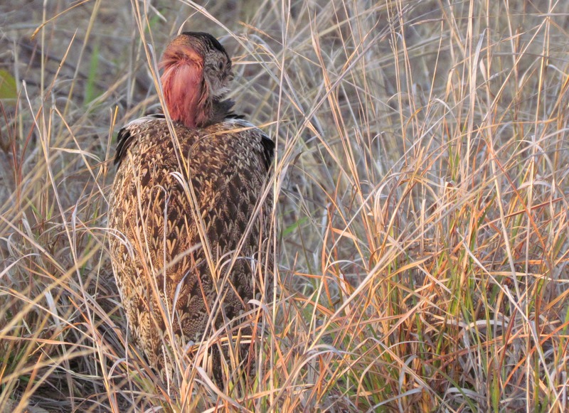 238 red-crested korhaan