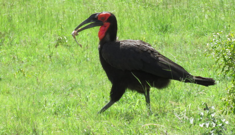 IMG_0595 Ground Hornbill 2018-01-03 9-55-59 AM