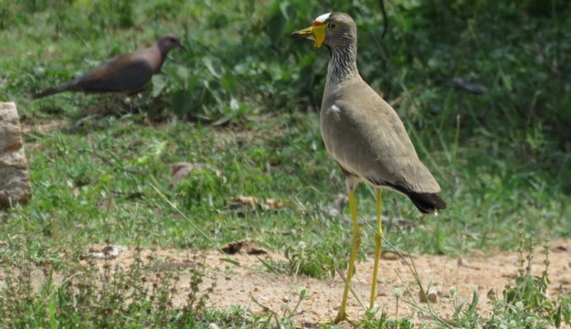 IMG_0679 Wattled Lapwing 2018-01-03 1-45-47 PM