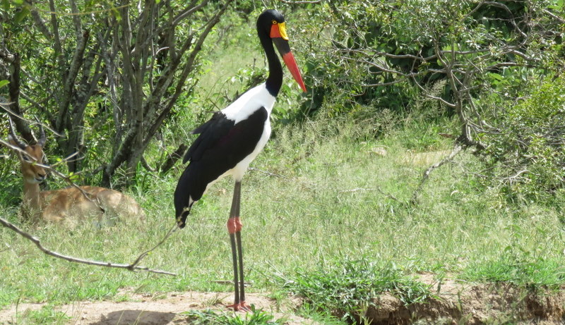 IMG_0704 saddle-billed stork 2018-01-03 2-29-39 PM