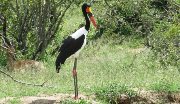 IMG_0704 saddle-billed stork 2018-01-03 2-29-39 PM