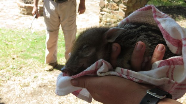 IMG_2818 Baby Bushpig 2019-10-05 2-02-47 PM