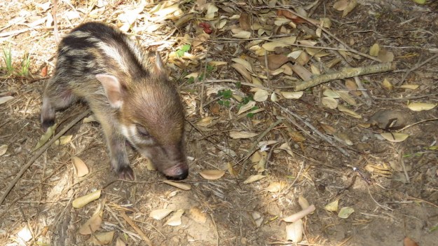 IMG_2828 Baby Bushpig 2019-10-05 2-05-20 PM