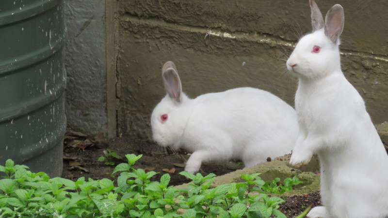 Picasa_260 Bunnies in my garden 2018-06-17 10-12-34 AM