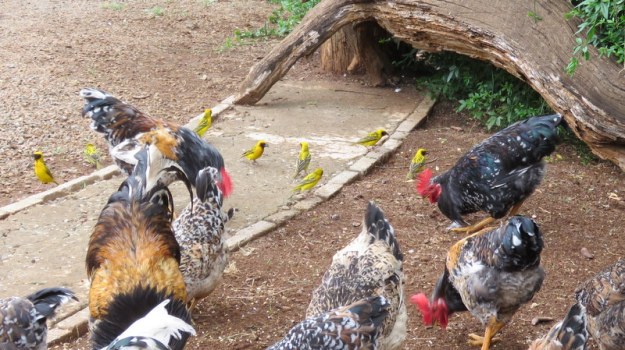 IMG_2983 Elangeni Chickens and Weavers 2019-11-13 7-58-52 AM