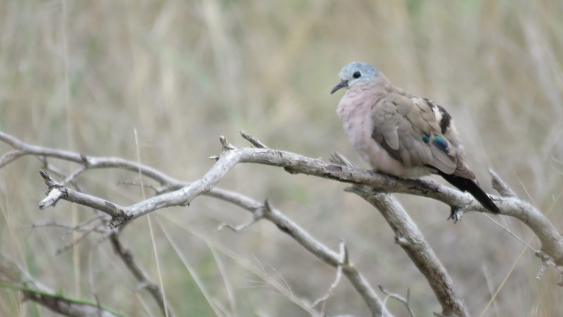 IMG_2993 Emerald Spotted Dove 2019-11-13 12-12-17 PM