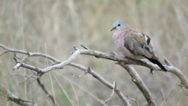IMG_2993 Emerald Spotted Dove 2019-11-13 12-12-17 PM