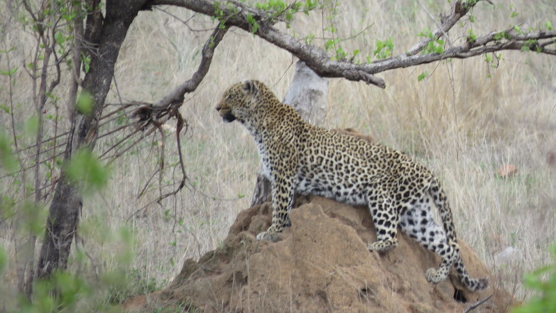 IMG_2994 Leopard 2019-11-13 12-21-41 PM