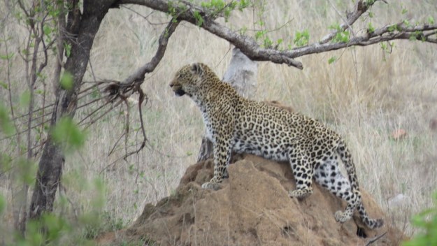 IMG_2994 Leopard 2019-11-13 12-21-41 PM