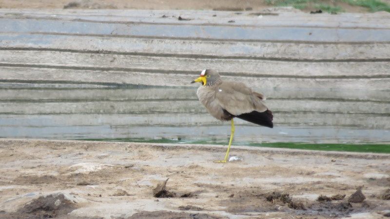 IMG_2998 Wattled Lapwing 2019-11-13 2-56-45 PM
