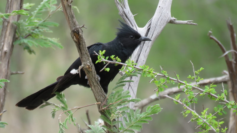 IMG_3006 Jacobin Cuckoo Dark Morph 2019-11-13 3-01-28 PM