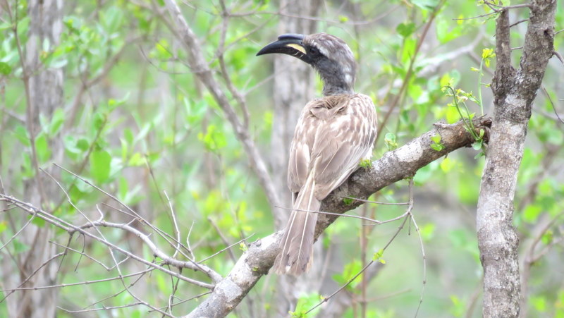 IMG_3013 Grey Hornbill 2019-11-13 3-11-02 PM