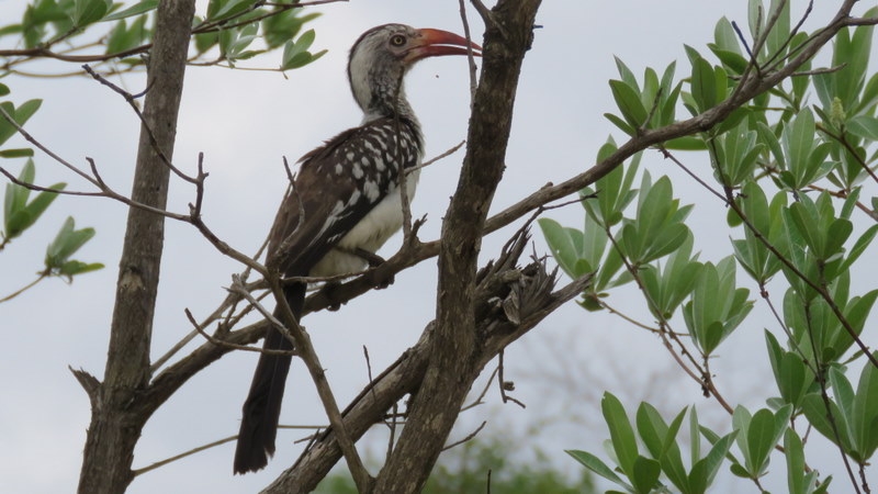 IMG_3018 Red-billed Hornbill 2019-11-13 3-23-28 PM