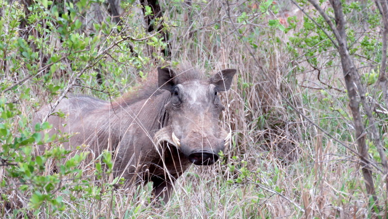 IMG_3035 Warthog 2019-11-13 3-53-30 PM