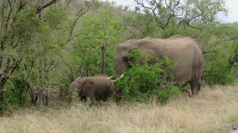 IMG_3042 Mom and baby elephant 2019-11-13 4-21-22 PM