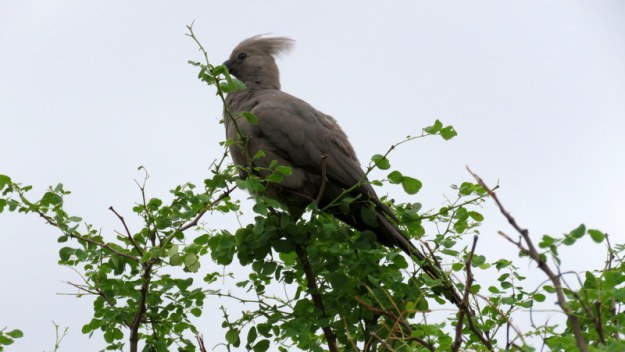 IMG_3050 Goaway Bird 2019-11-13 4-33-21 PM
