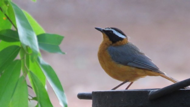 IMG_3063 White-browed robin 2019-11-14 5-57-00 AM